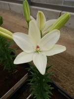 [5010 Annemarie s Dream No01.JPG]